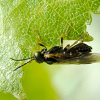 A birch leafminer on a leaf.
