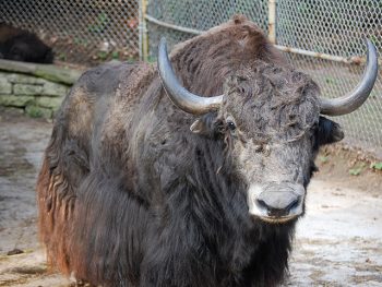 A close-up of a yak.