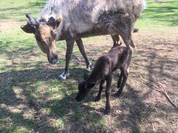 Reindeer and calve at High Park Zoo