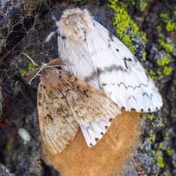 A brown male moth is smaller than the cream-coloured female.