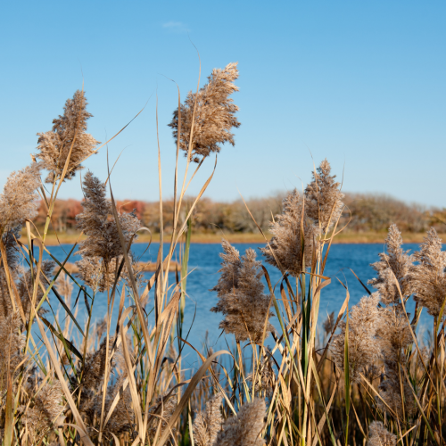 Phragmites