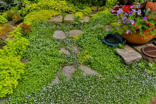 Garden with groundcover and stones.