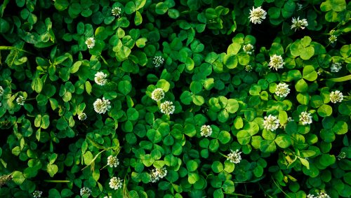 White clover