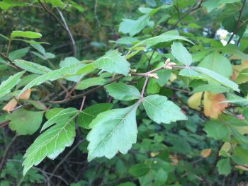 Green shrub foliage