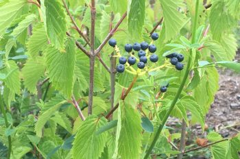 Shrub with fruit