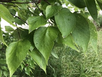 Deciduous tree foliage showing green leaves