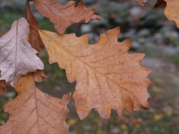 Deciduous tree with fall leaves