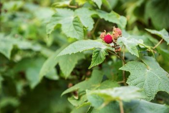 Shrub foliage showing green leaves and a red berry